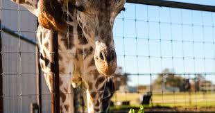 Giraffes at the Aggieland Safari in Bryan, Texas