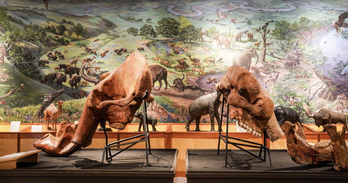 Fossil exhibit at the Brazos Valley Museum of Natural History in Bryan, Texas